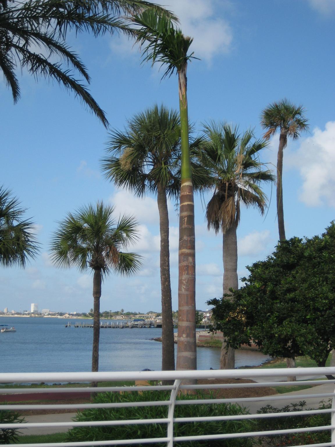 Update on Royal Palms in Galveston DISCUSSING PALM TREES WORLDWIDE PalmTalk